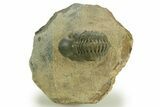 Curled Reedops Trilobite - Atchana, Morocco #377001-2